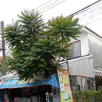 ละอองฟอง สาขา 1