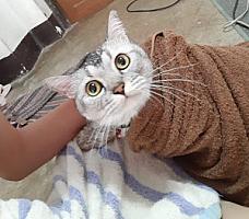 ผักบุ้ง ซัก อบ รีด